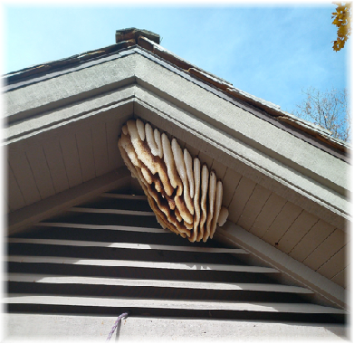 Bee Colony on home. Bee Colony on home.