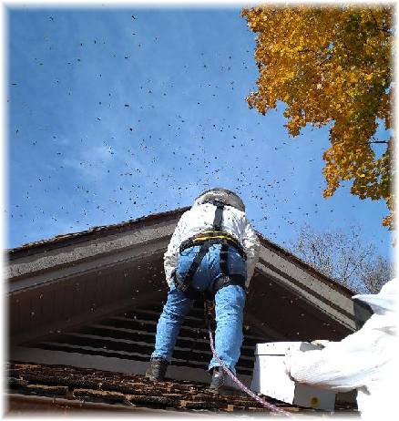 Zach and Ed removing an exposed colony from a home. Zach and Ed removing an exposed colony from a home.