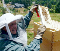 Checking the hive... Checking the hive...